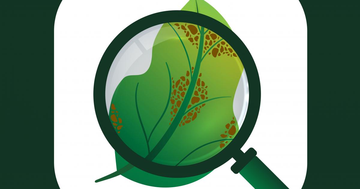 Plant Disease Detection with Deep Learning and Feature Extraction